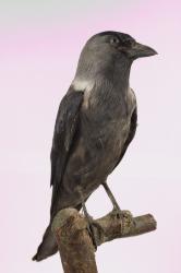 Jackdaw - Corvus monedula